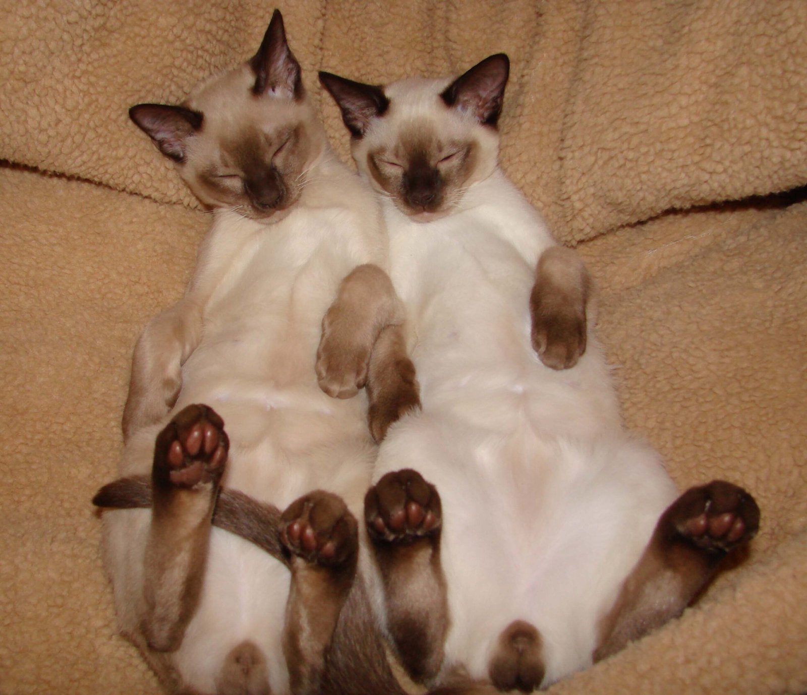 Tonkinese: The Social Butterfly with Aqua-Blue Eyes (image credits: wikimedia)