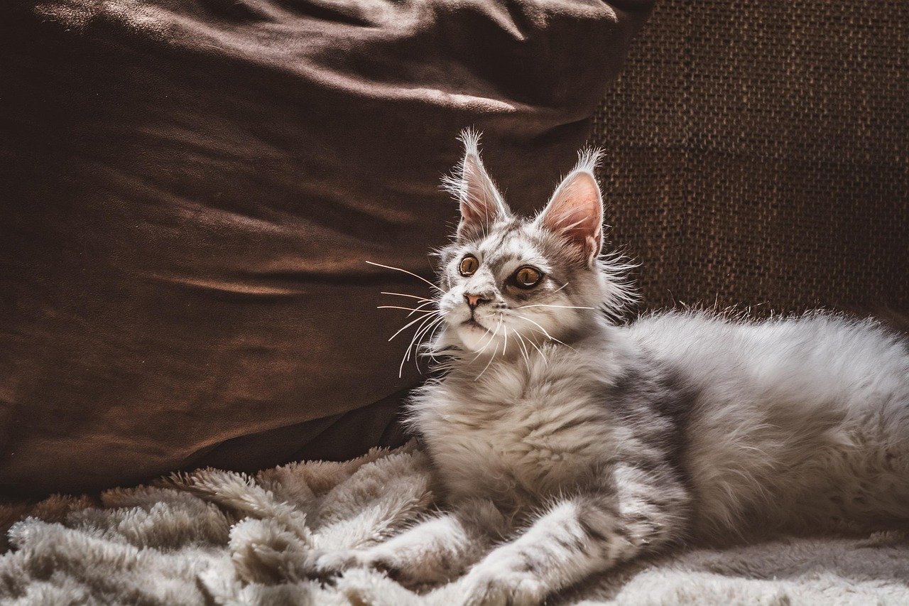 Finding Your Perfect Apartment Companion (image credits: pixabay)