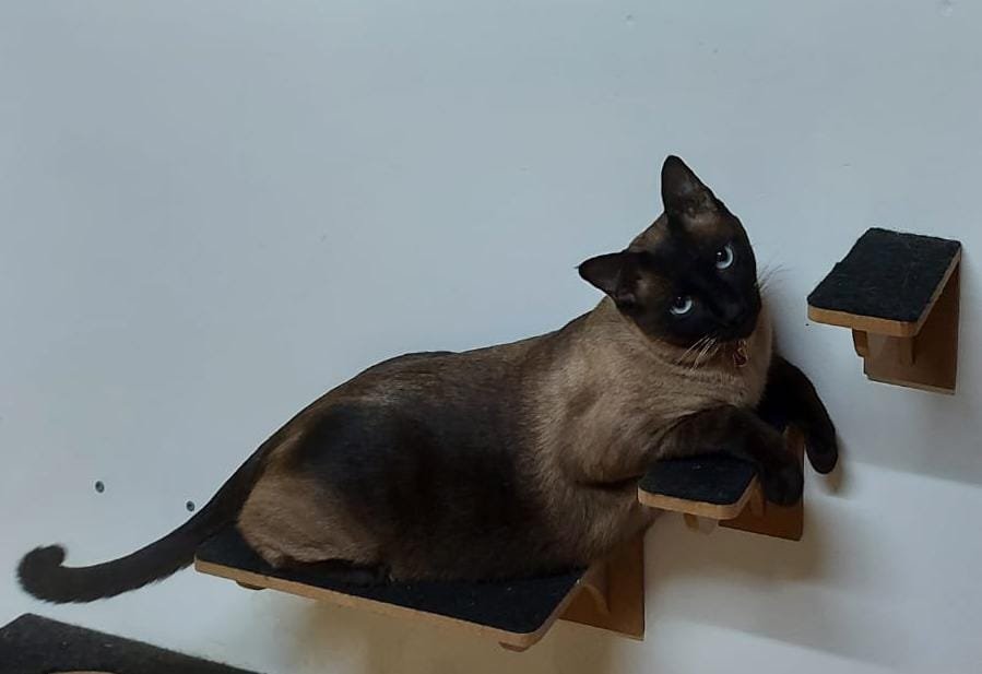 These 10 Simple Changes Can Make Your Cat's Life Way Better