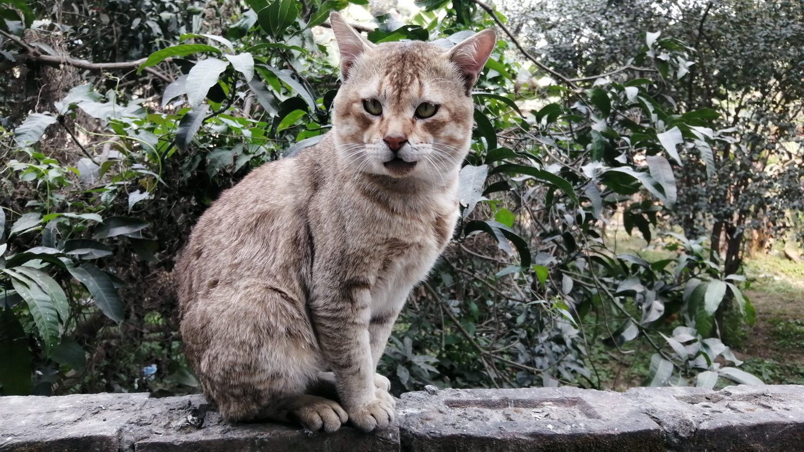 Master the Art of Respectful Petting (image credits: wikimedia)