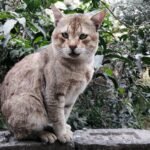 Want a Happier Cat? Try These 10 Daily Habits That Work