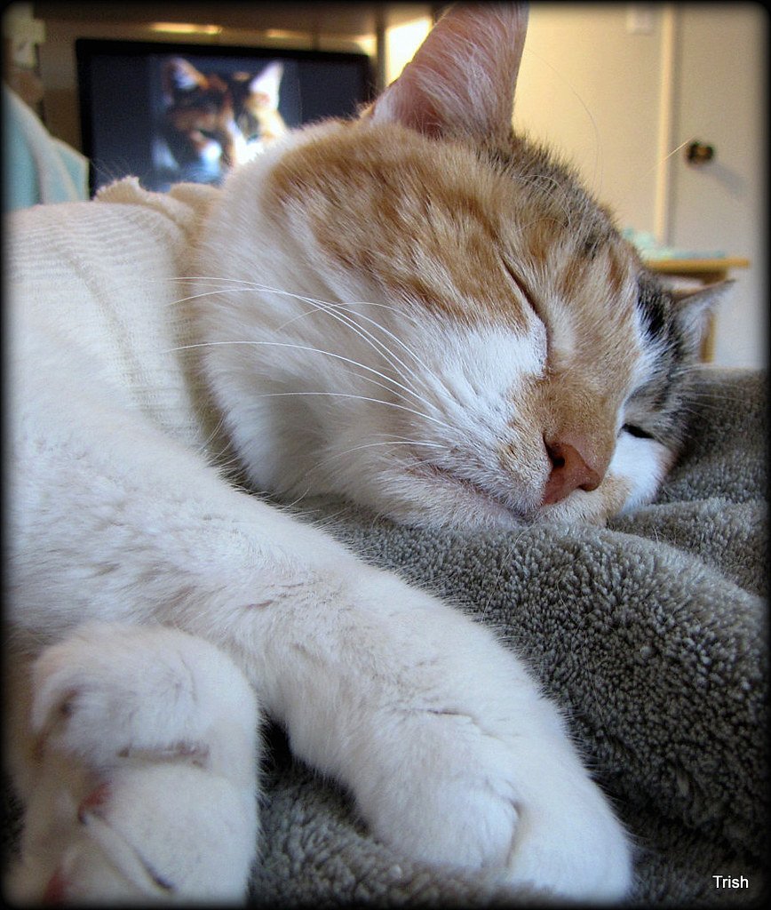 Sleeping All Day But Restless at Night (image credits: flickr)