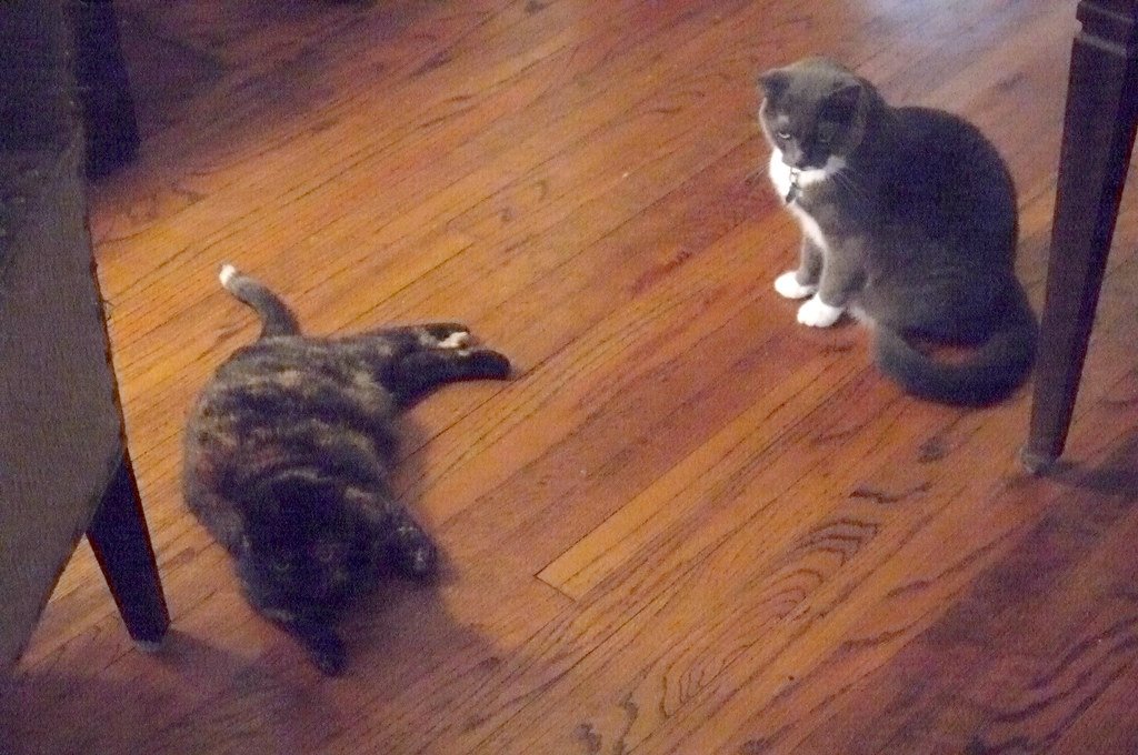 Rotate Toys Like a Cat Entertainment Director (image credits: flickr)