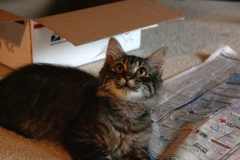 Establish Interactive Play Sessions at Strategic Times (image credits: flickr)