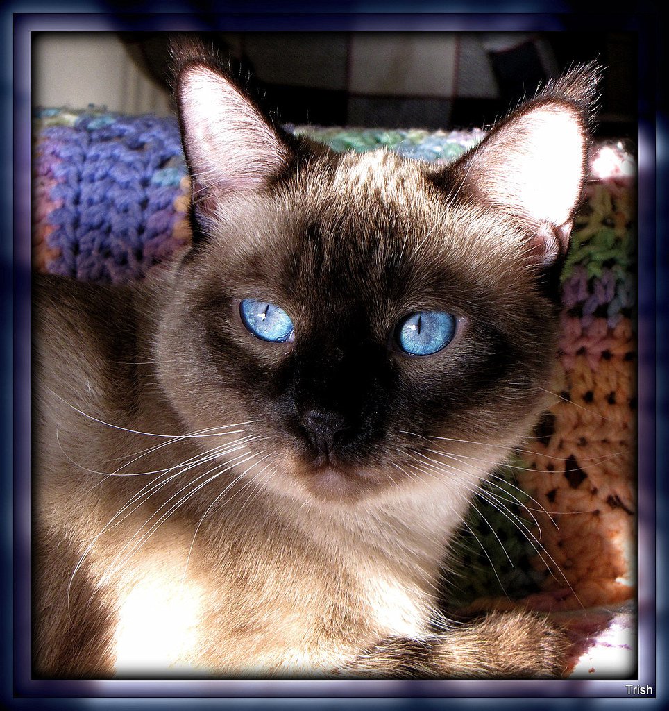 Conclusion: Your Cat's Happiness Is Worth the Effort (image credits: flickr)