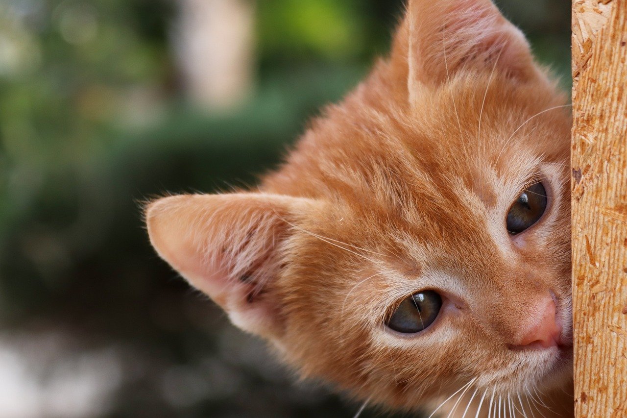 Scent Games Awaken Their Sensory Superpowers (image credits: pixabay)