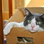 8 Enrichment Ideas That Will Actually Keep Your Cat Engaged