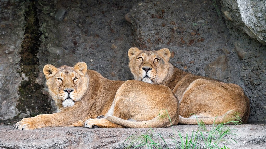 Massive Paws Left Permanent Marks in Ancient Mud (image credits: flickr)