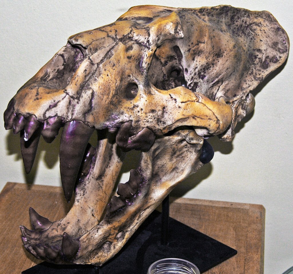 Xenosmilus hodsonae — The Cookie-Cutter Killer (image credits: flickr)
