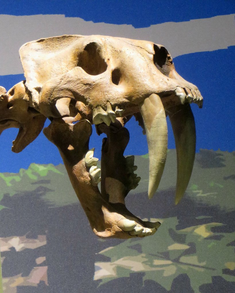 Conflict Resolution Etched in Ancient Bones (image credits: flickr)