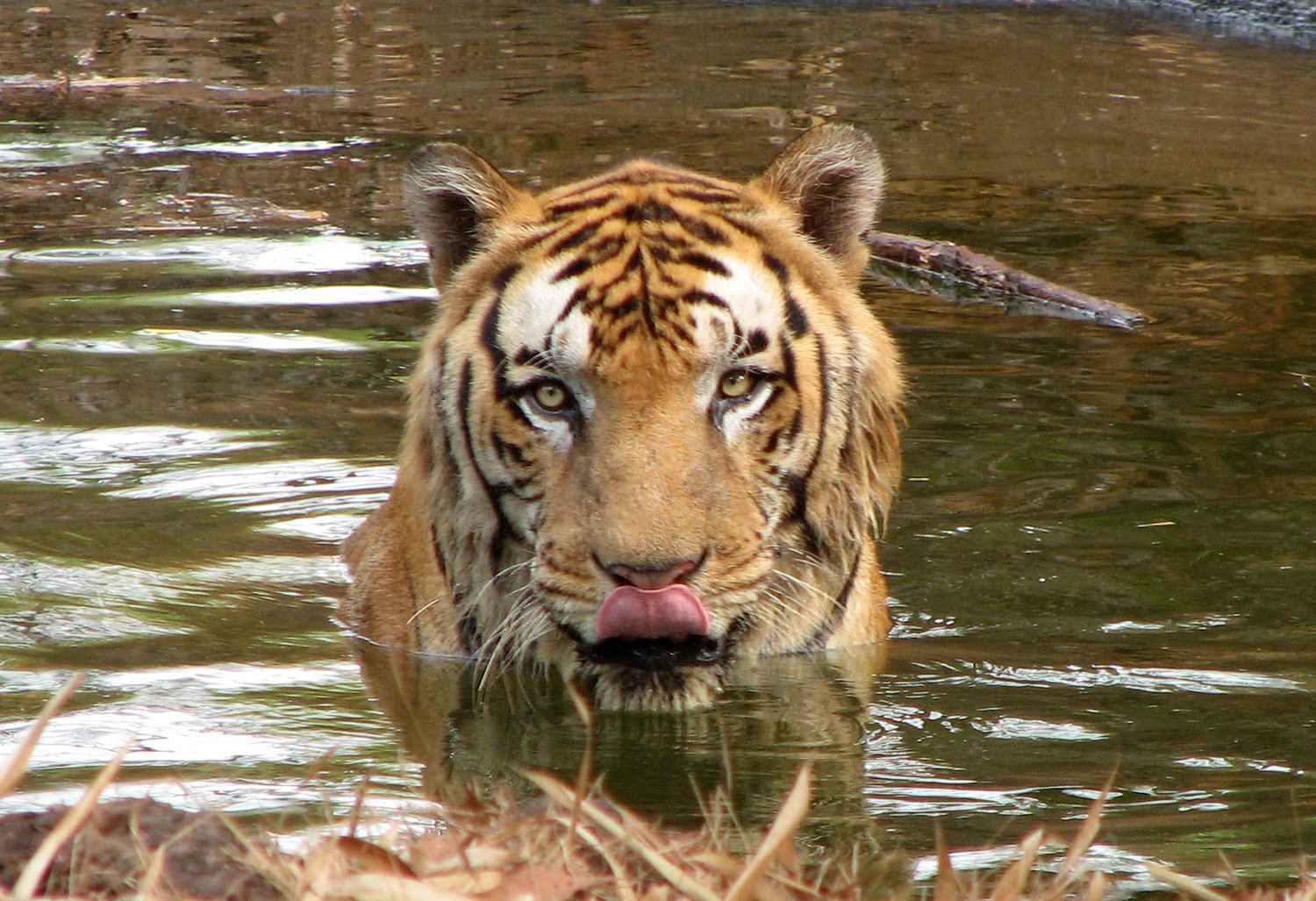 Tigers Use Water to Cool Down (image credits: wikimedia)