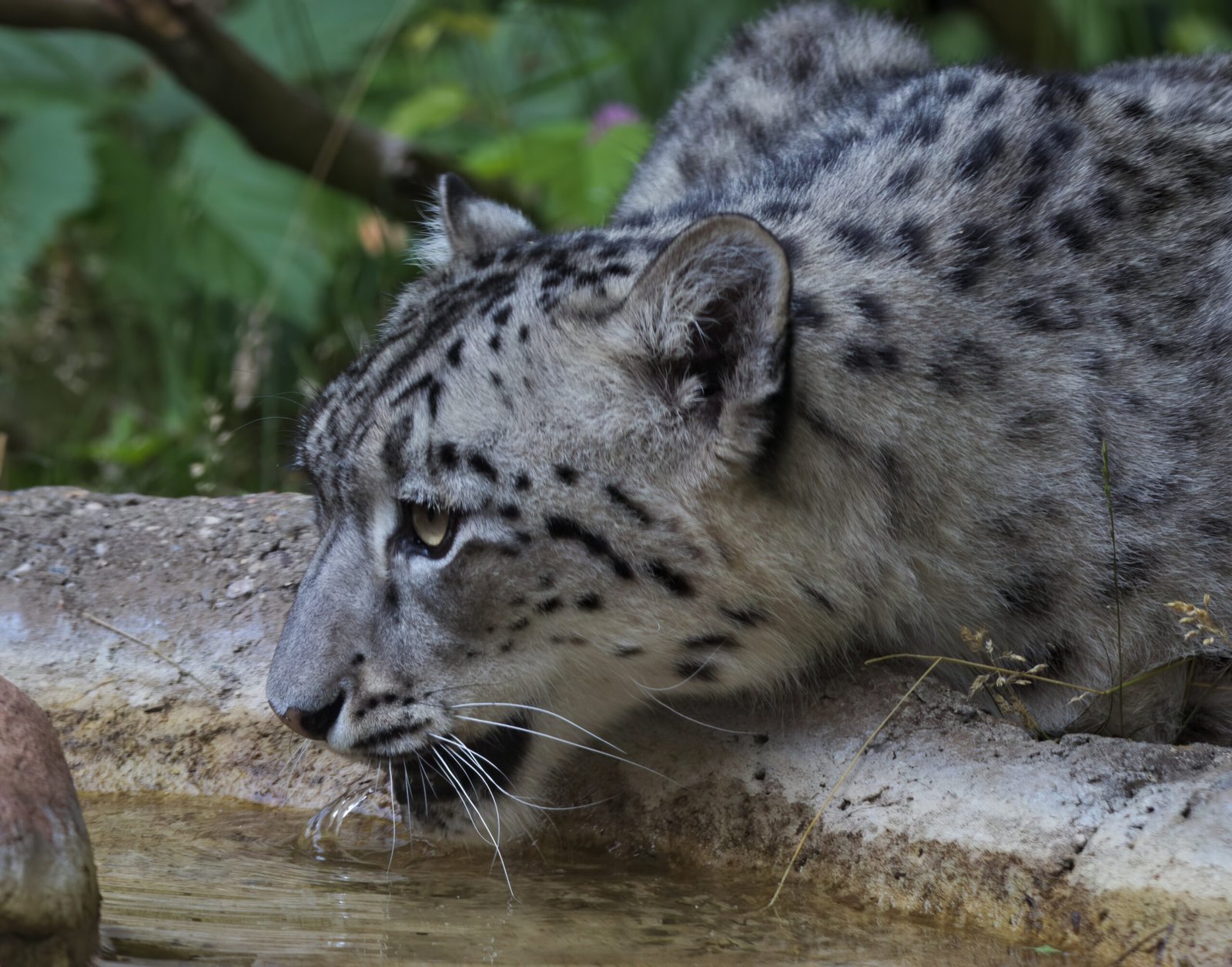Snow Leopards’ Silent Swims (image credits: wikimedia)