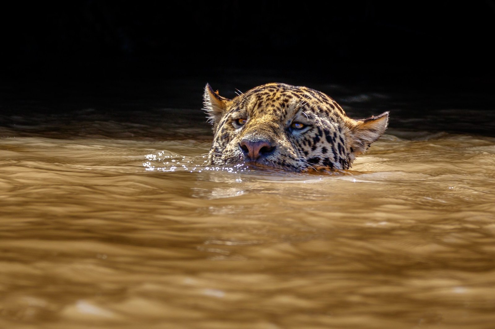 Jaguars and Flooded Forest Hunts (image credits: wikimedia)