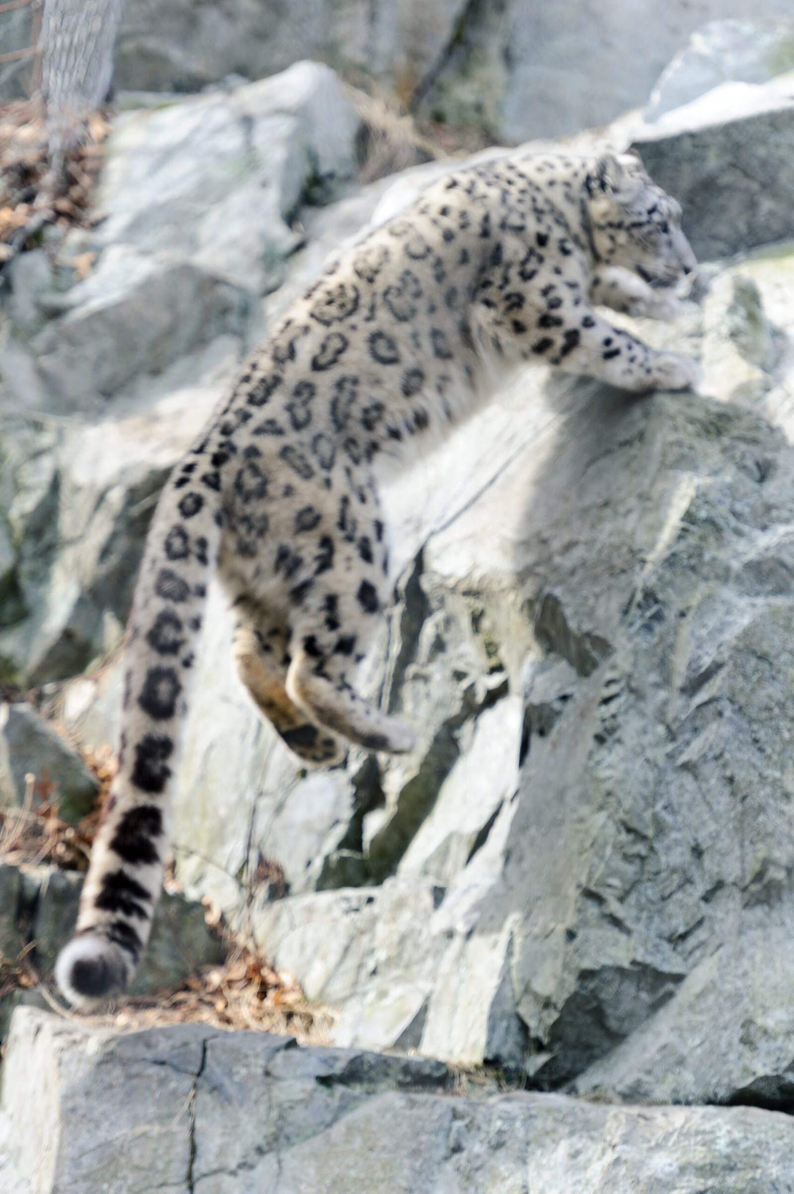 The Snow Leopard: Master of Mountain High Jumps (image credits: wikimedia)