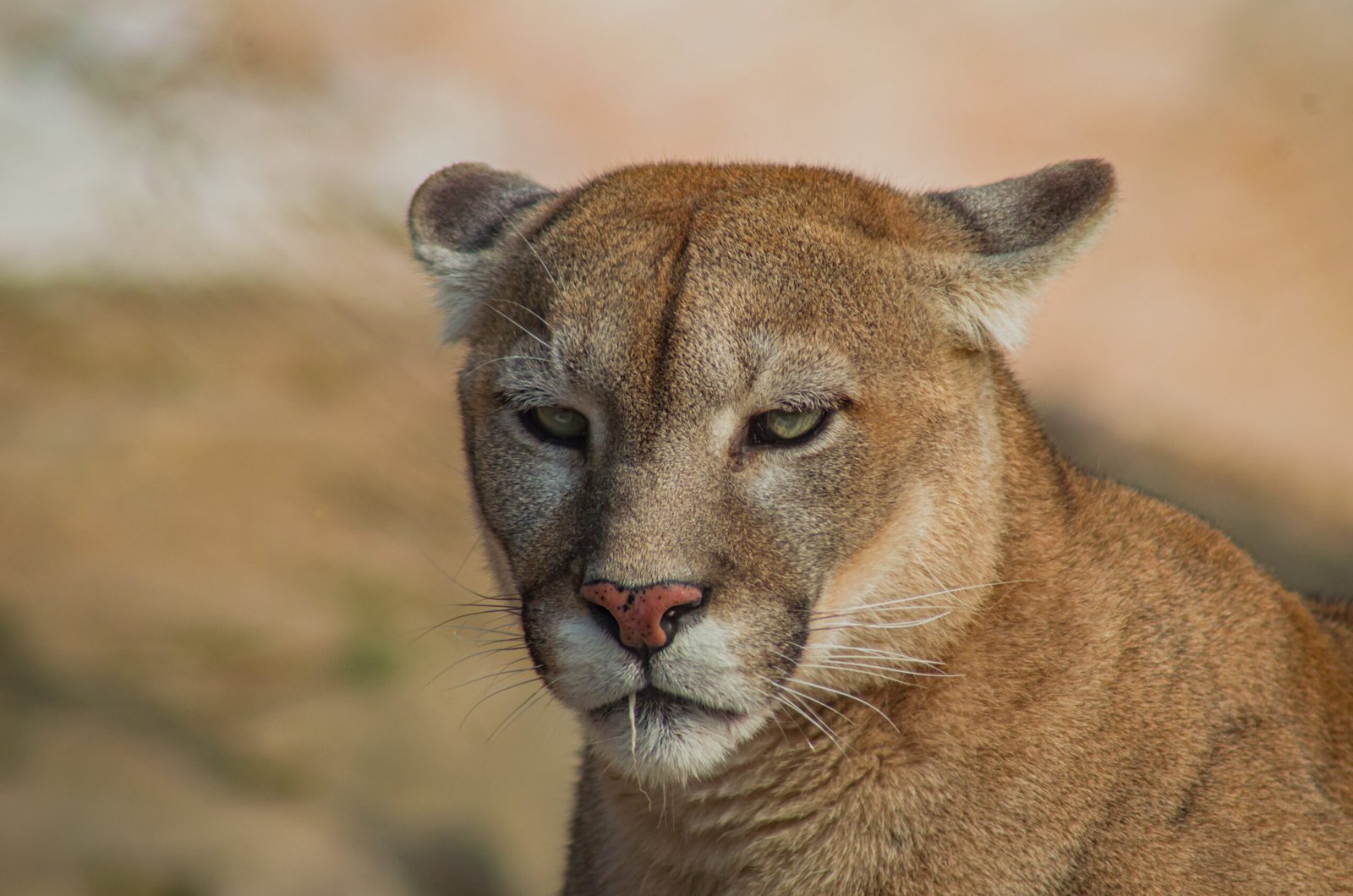The Puma (Mountain Lion): The Silent Springboard (image credits: wikimedia)
