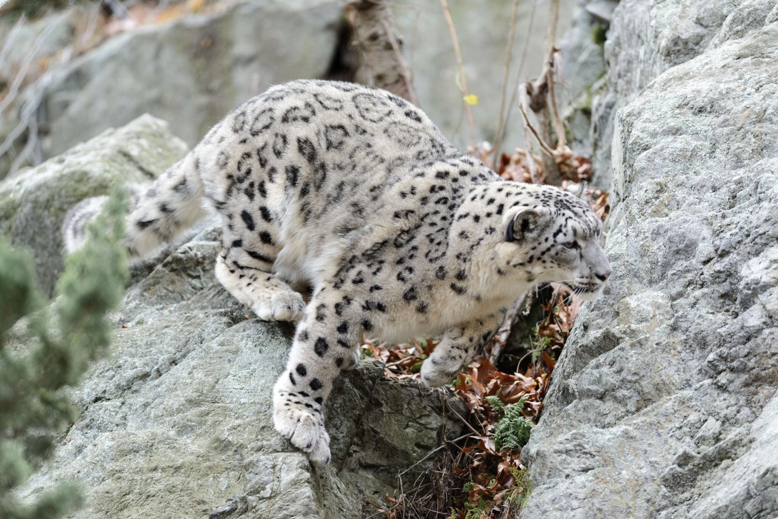 Stealth and Surprise: When Leaping Is Hunting (image credits: wikimedia)