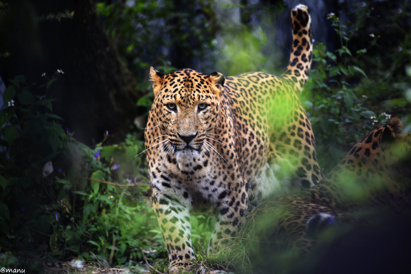 3. Eye Contact: The Silent Stare-Down (image credits: wikimedia)