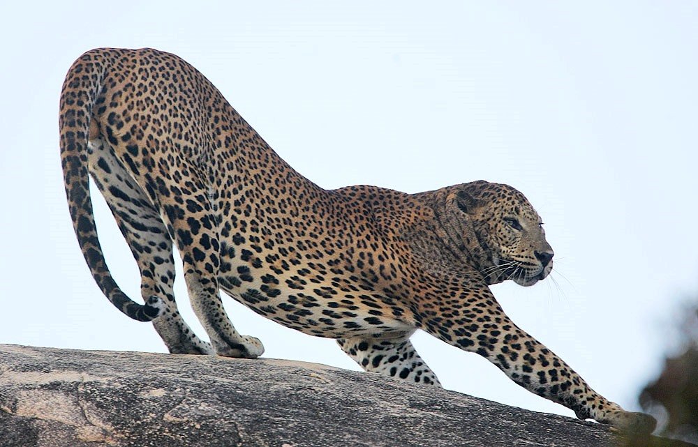 12. Stretching Displays: The Lazy Morning Hello (image credits: wikimedia)