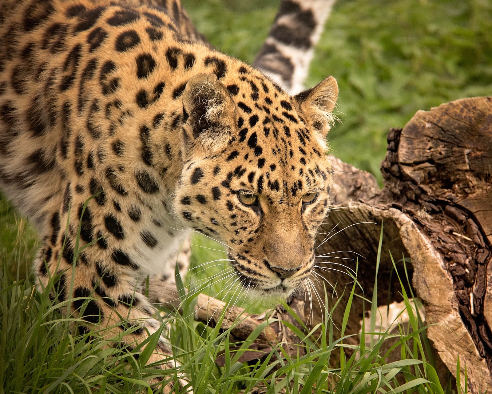15. Silent Stalking: Communicating Stealth (image credits: wikimedia)