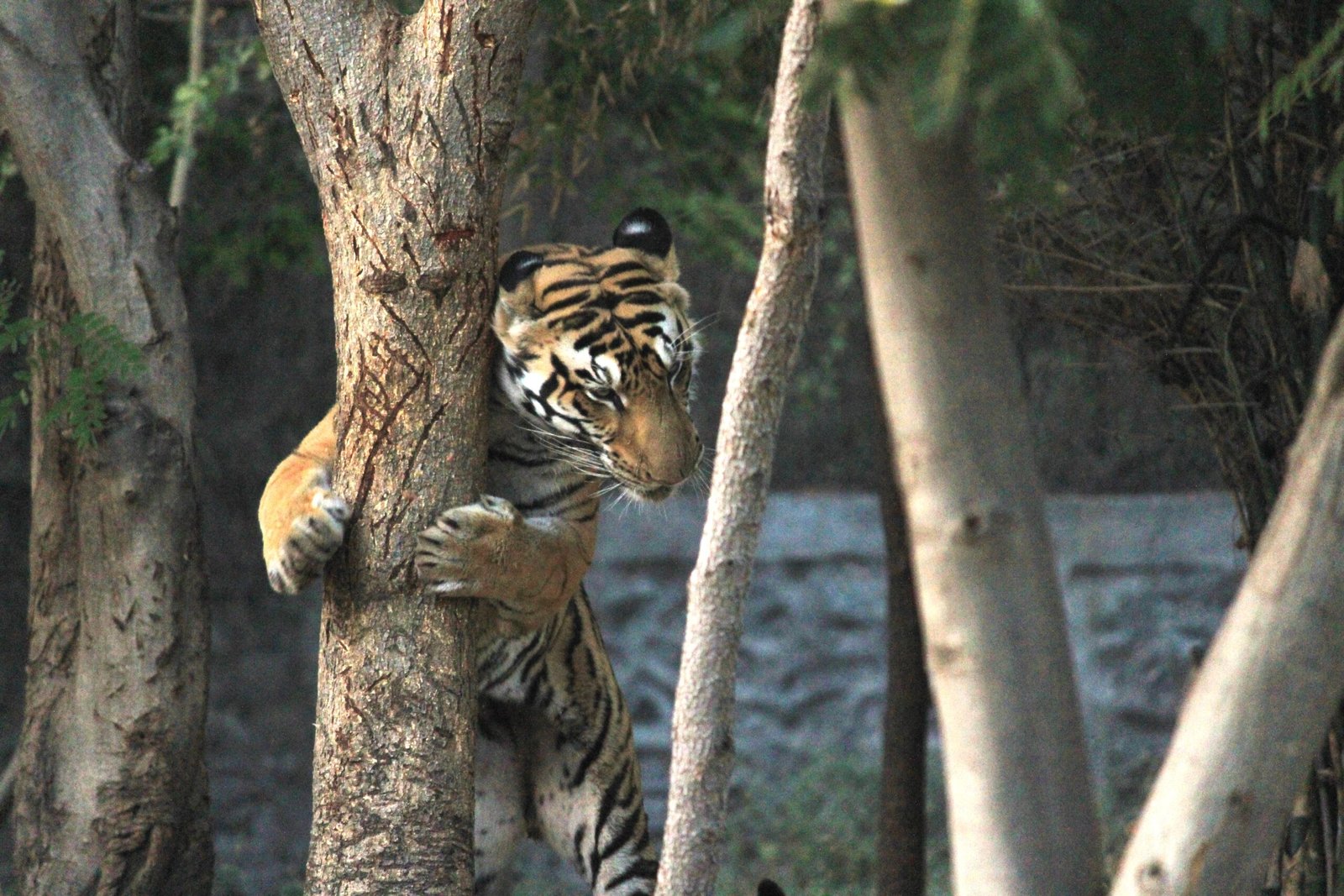 22. Marking with Claws: The Scratchpad Statement (image credits: wikimedia)