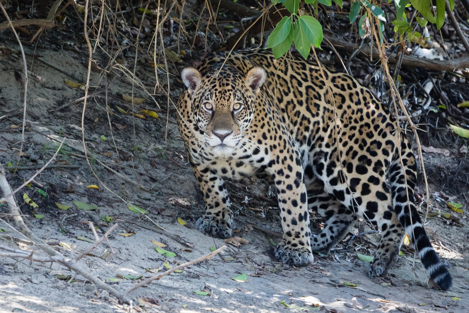 Brazil: Jungle Home of the Elusive Jaguar (image credits: wikimedia)
