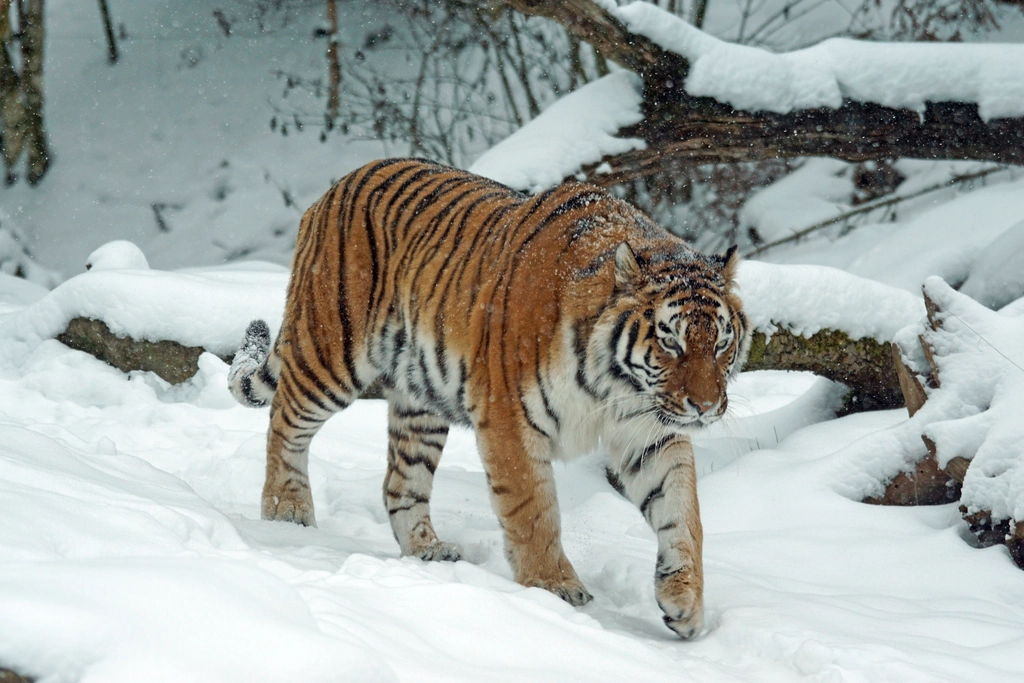 Russia: Siberian Tigers in the Snow (image credits: rawpixel)