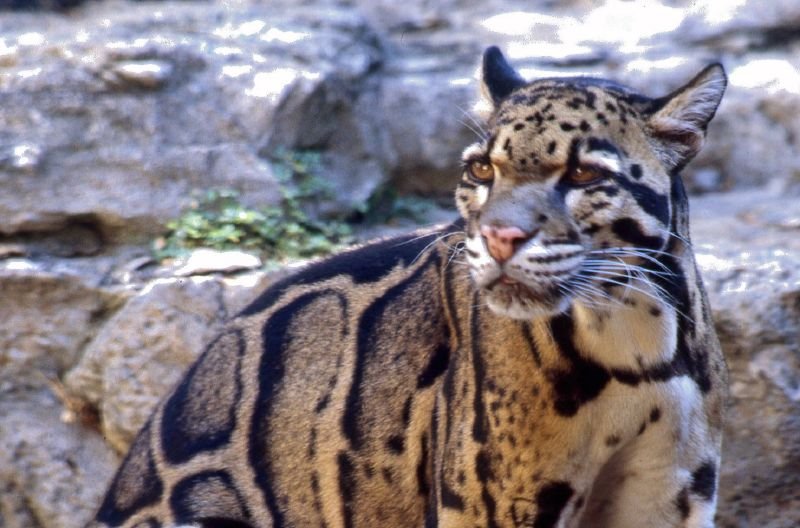 Laos: Clouded Leopards in Misty Hills (image credits: wikimedia)
