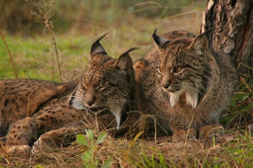 Eurasian Lynx Basks on Swiss Mountain Ledge (image credits: wikimedia)