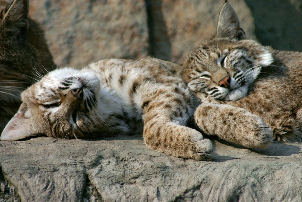 24. Lynx’s Lap Cat Dreams (image credits: wikimedia)