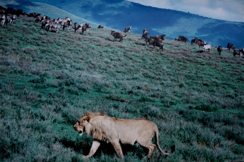 Male Lion’s Solo Hunt: Against All Odds (image credits: wikimedia)
