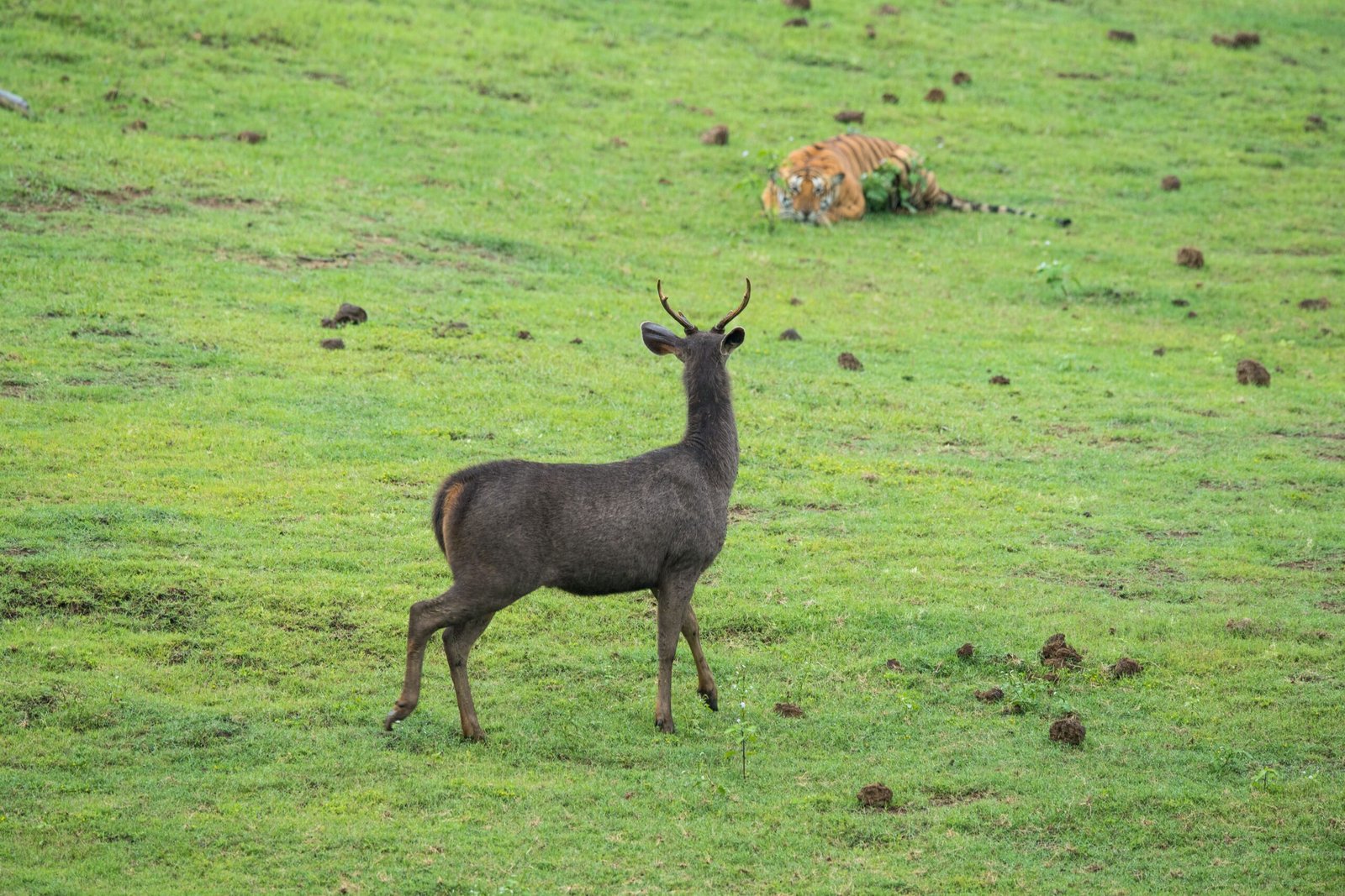 Tiger vs. Sambar Deer: The Jungle’s Deadly Game (image credits: wikimedia)