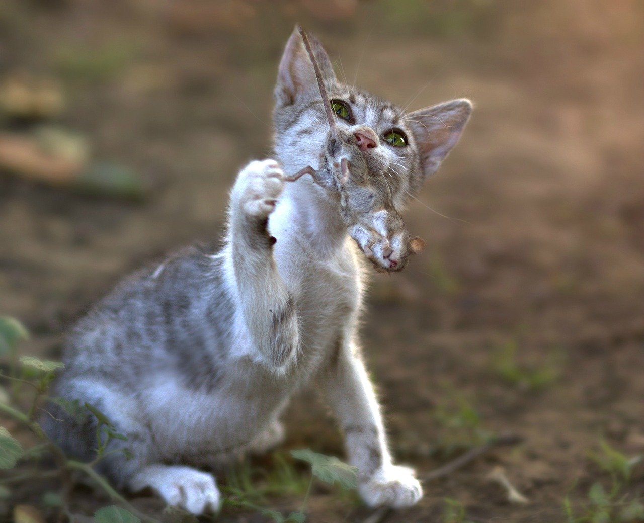 Cooperative Hunting Strategies Frozen in Time (image credits: pixabay)