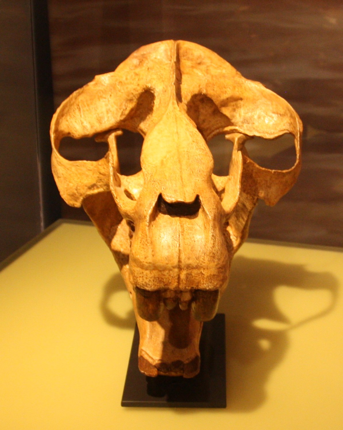Climate Clues Hidden in Ancient Bone (image credits: wikimedia)