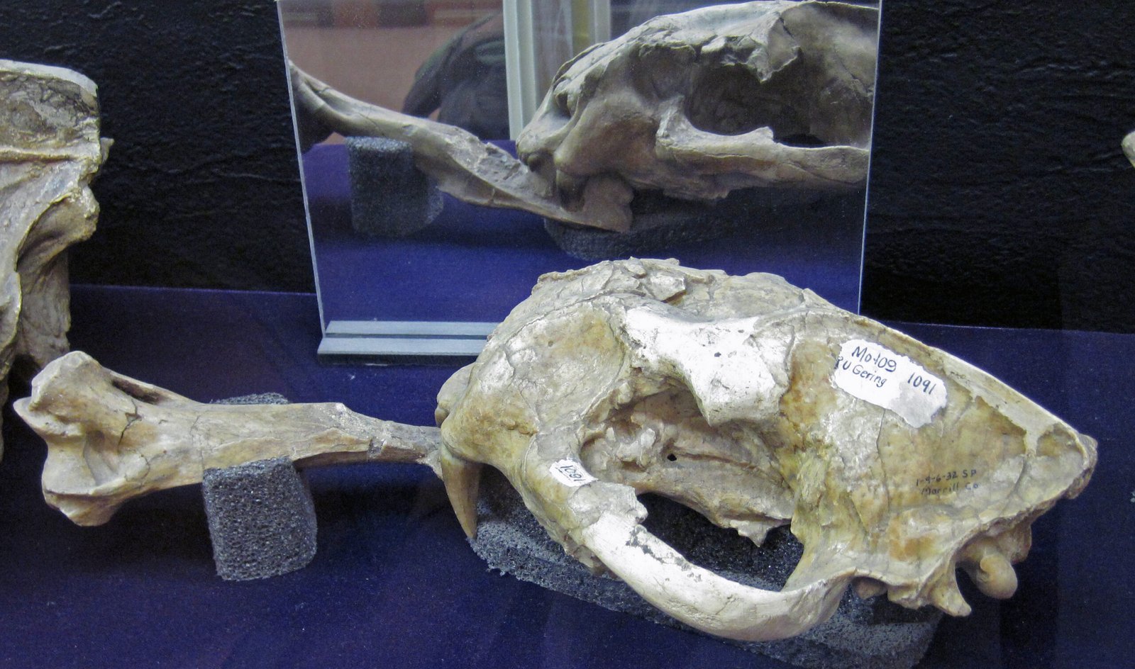 What This Ancient Skull Means for Today (image credits: wikimedia)