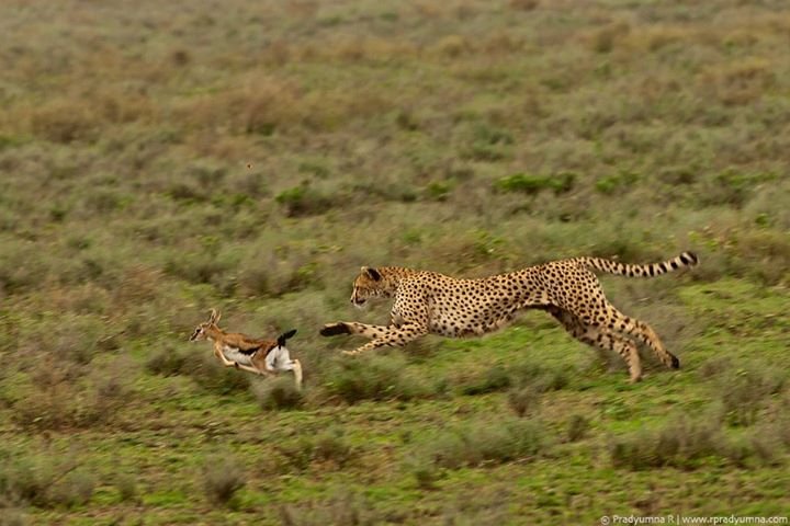 The Challenge of Prey (image credits: wikimedia)