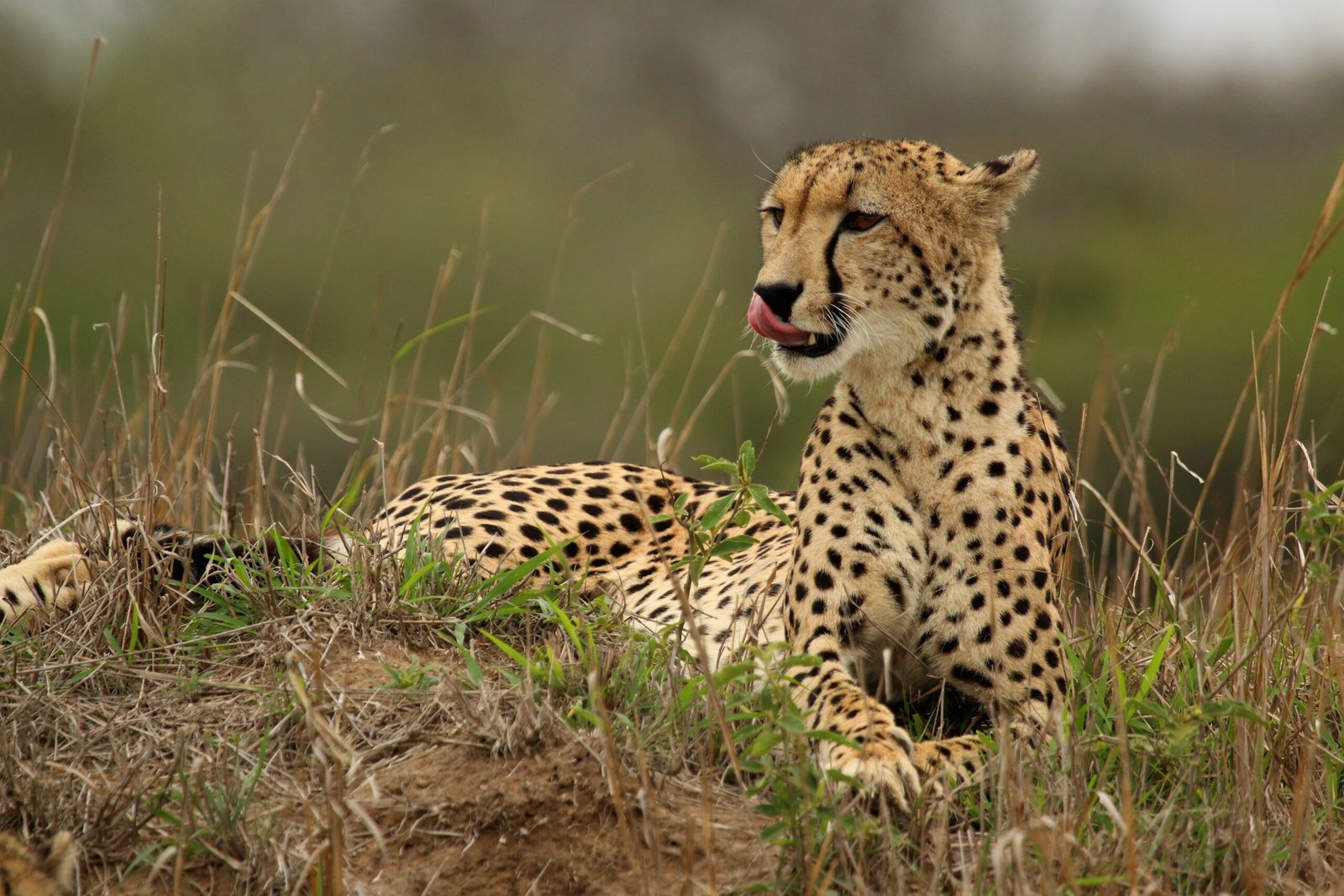 Learning to Live Wild Again (image credits: wikimedia)