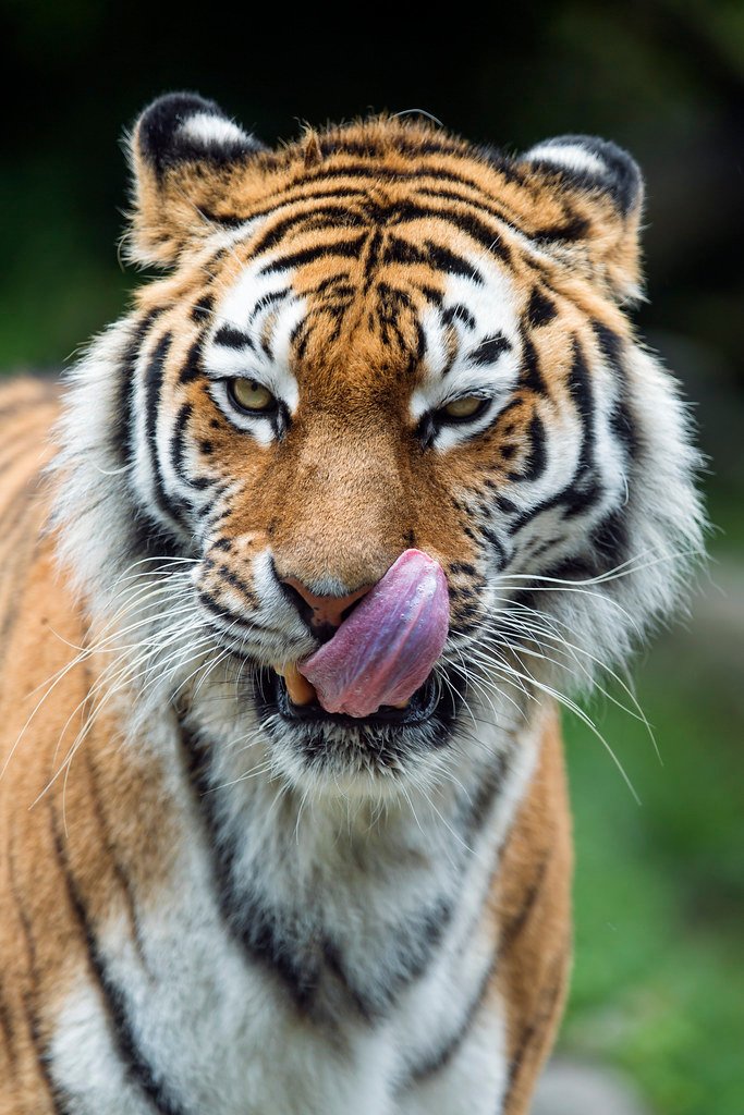 Modern Implications and Conservation (image credits: flickr)