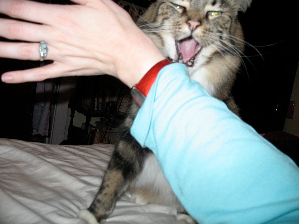 Seven-Inch Fangs Weren't Just for Show (image credits: flickr)