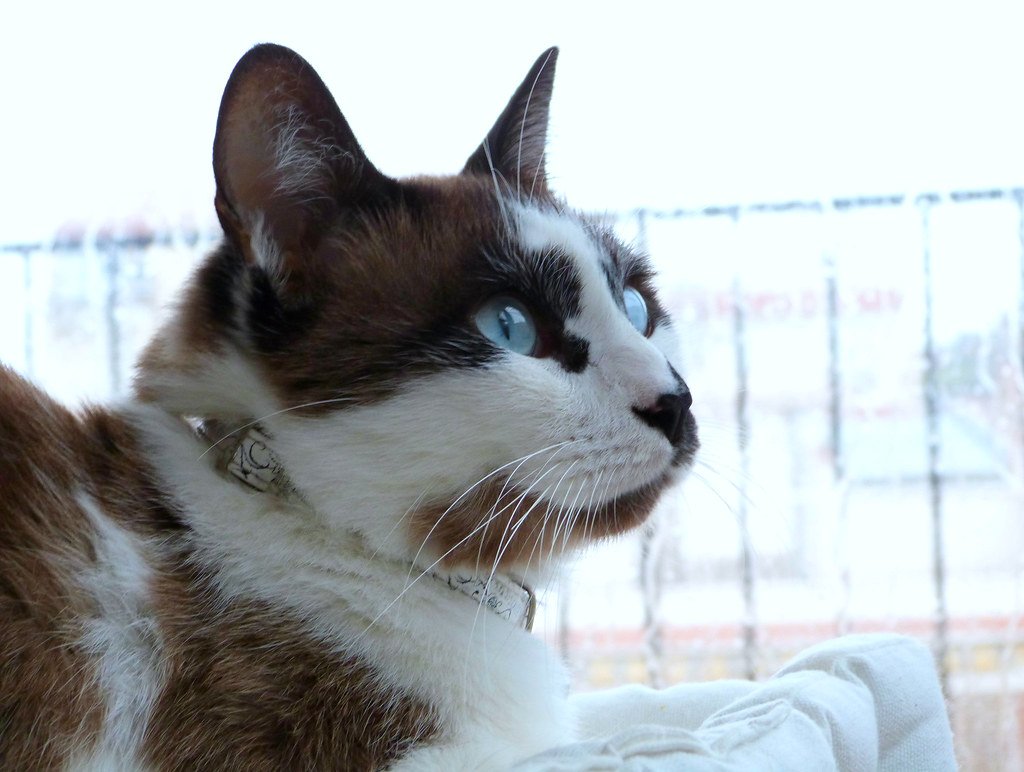 Why Modern Cats Can't Match Their Precision (image credits: flickr)