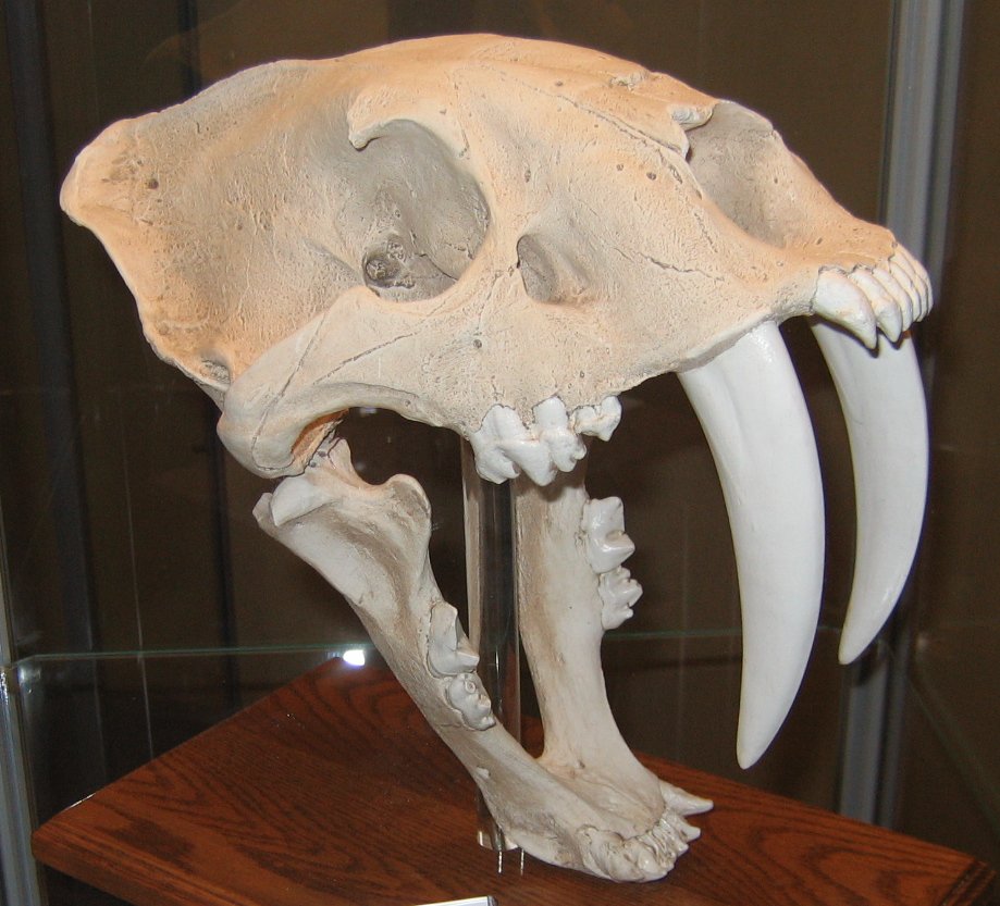 What This Means for Our Understanding of Evolution (image credits: wikimedia)