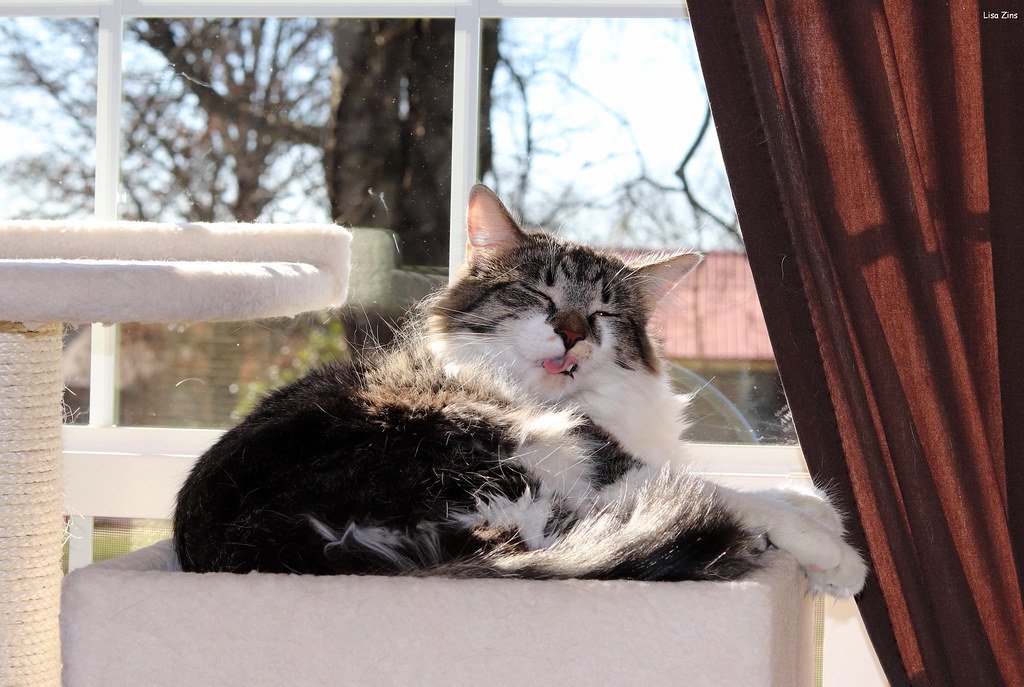 Fossil Evidence: The Smoking Gun (image credits: flickr)