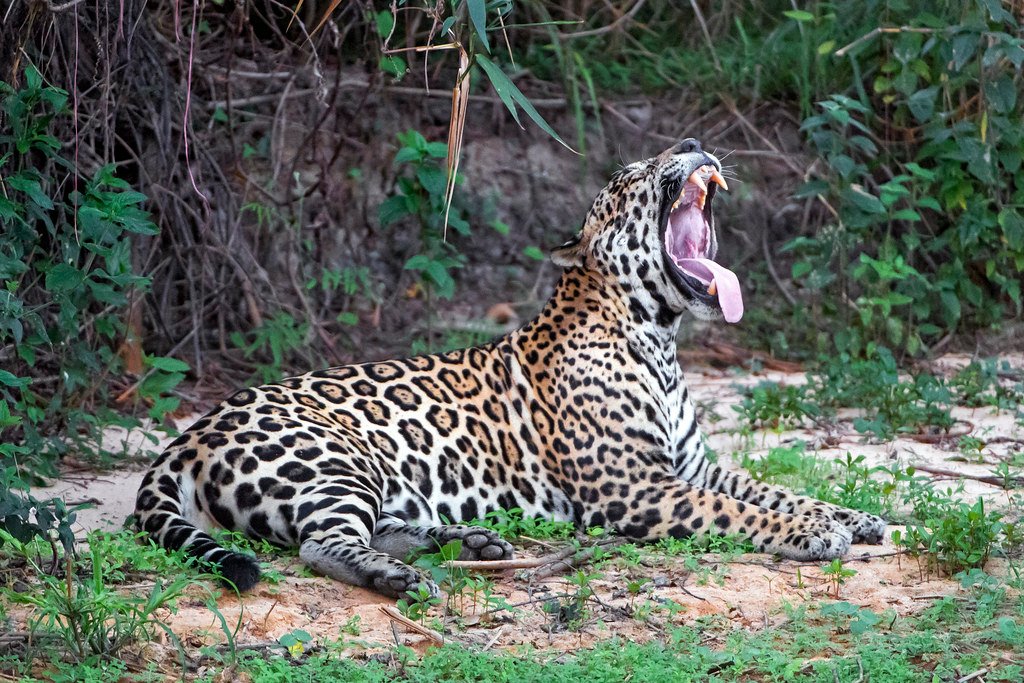 Modern Implications of Ancient Hunting