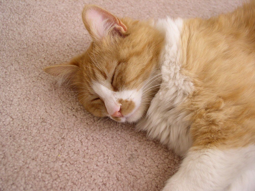 The Final Verdict on Fossil Fiction (image credits: flickr)