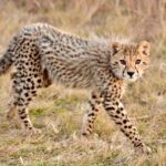 The Prehistoric Cat That Hunted Mammoths — Fact or Fossil Fiction?