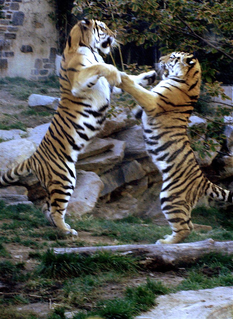 The Human Factor (image credits: flickr)