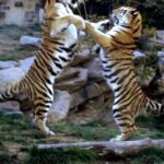 When Lions Ruled Alaska — The Story of Panthera Atrox