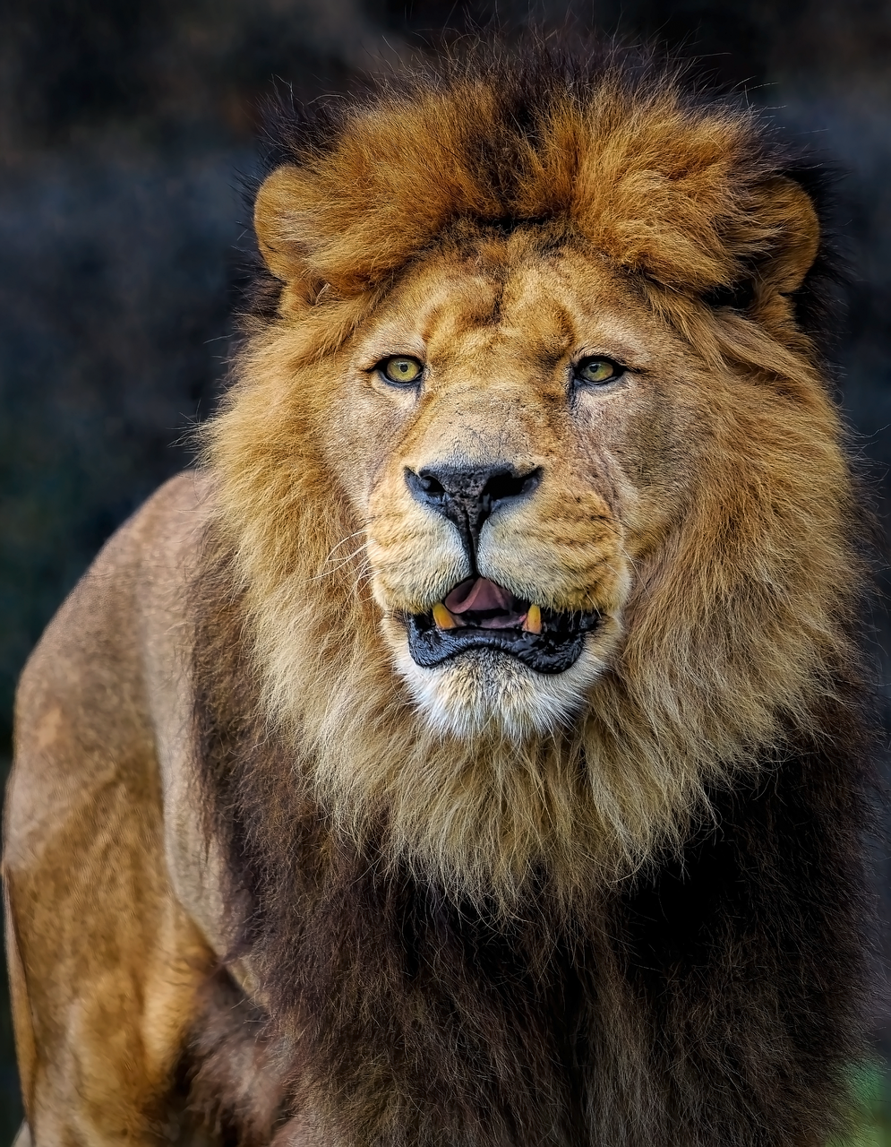 Cave Lion Clues That Change Everything (image credits: pixabay)