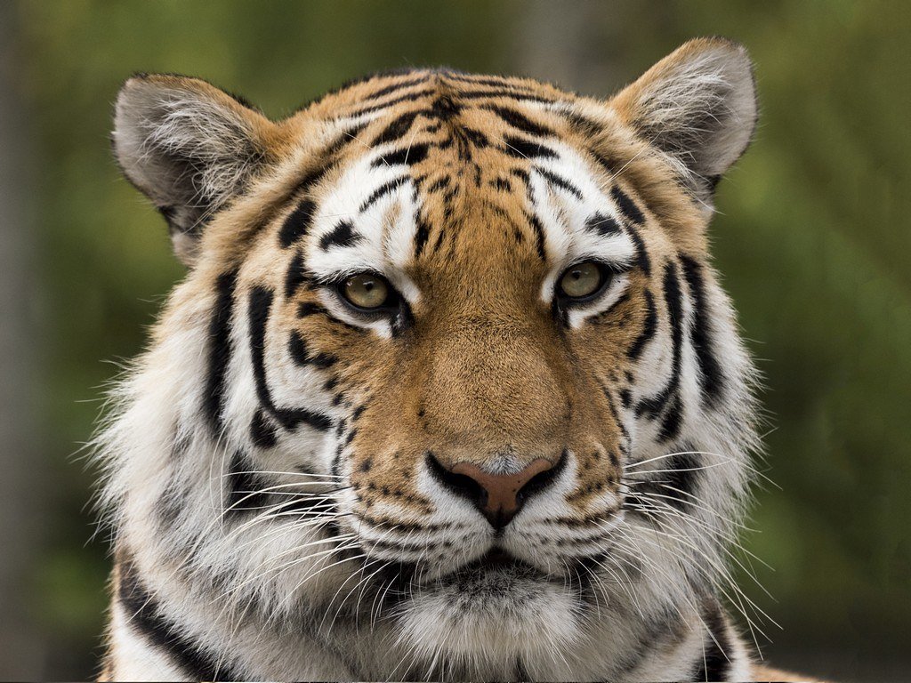 The Isotope Investigation Revolution (image credits: flickr)