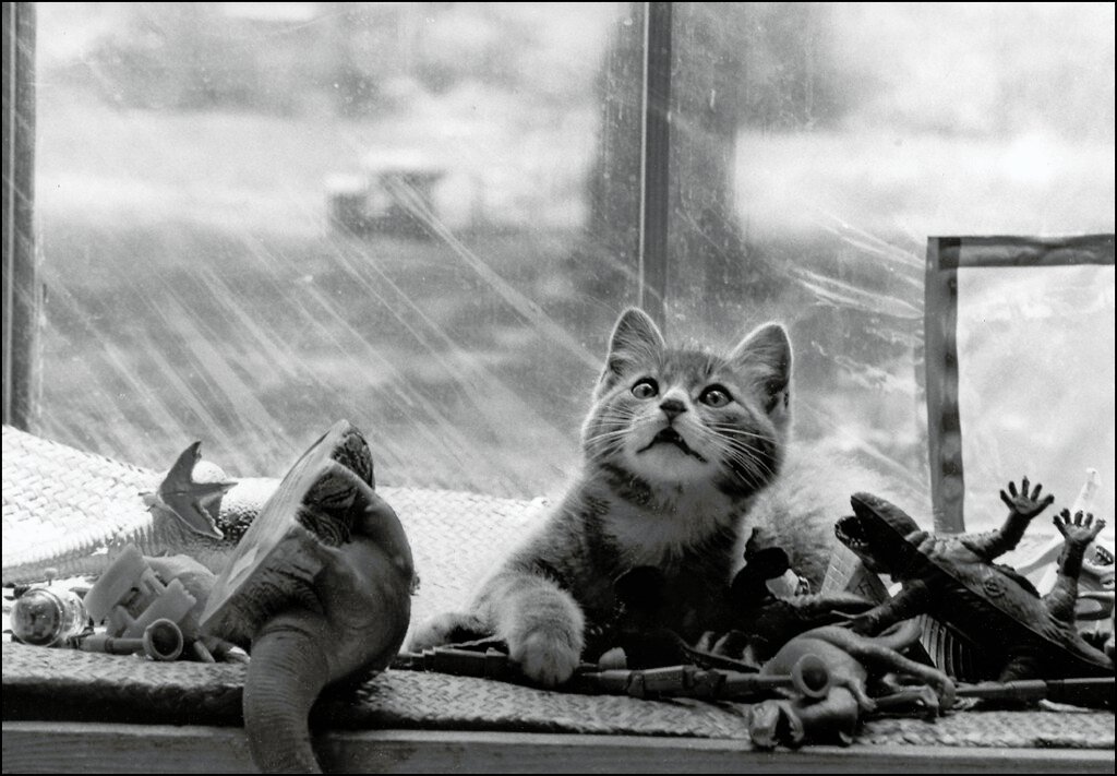 What This Means for Modern Cat Behavior (image credits: flickr)