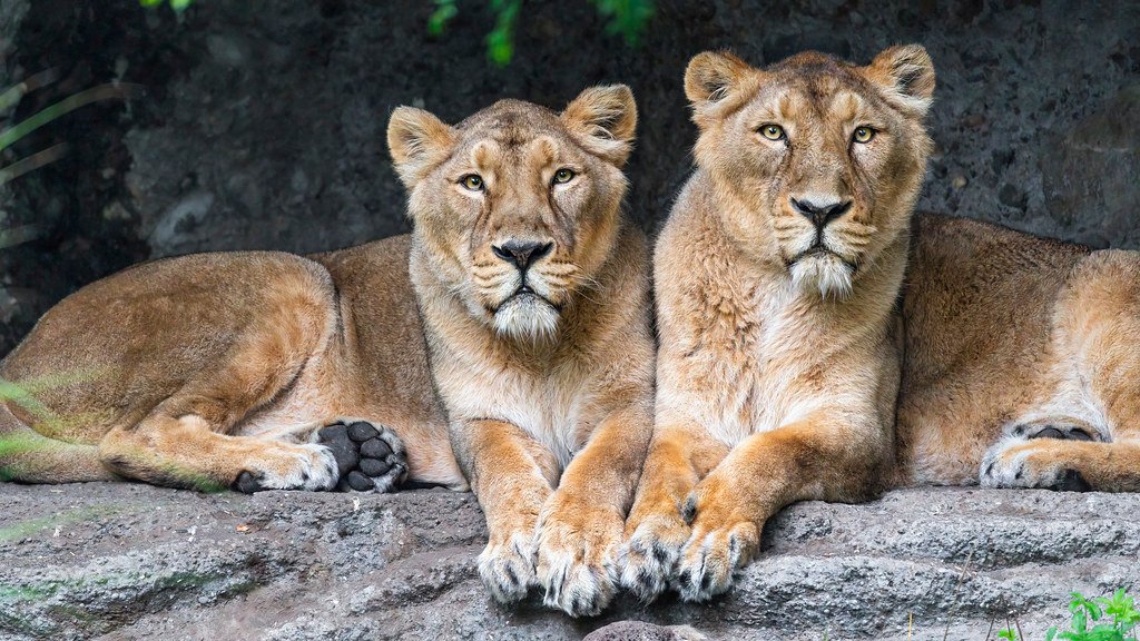 The Eurasian Cave Lion's Mystical Presence (image credits: flickr)